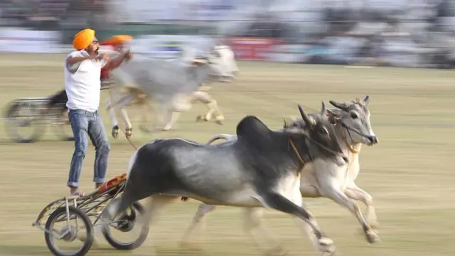 पंजाबमधील शर्यत