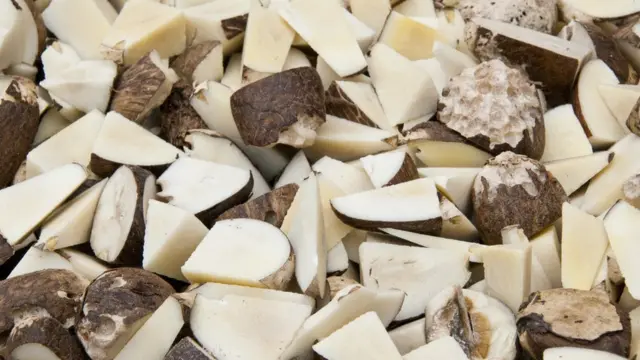 doğranmış tagua tohumları