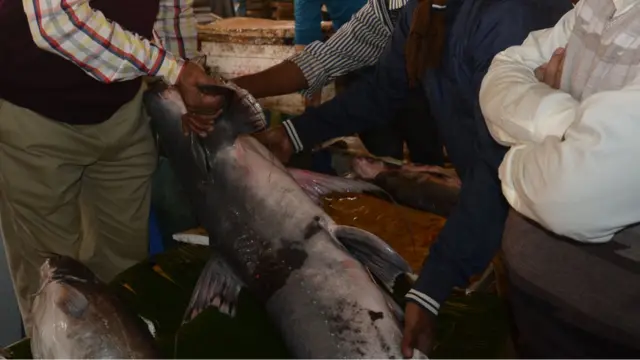 বাঘা আইড়