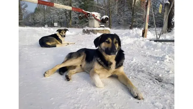 كثيرا ما تمر الكلاب بالقرب من نقاط التفتيش حيث يوجد الحراس