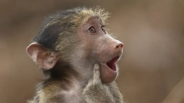 Dumbaning ichki fotosurati Dumbaning ichki fotosurati