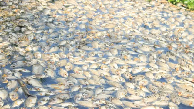 இறந்து கிடக்கும் மீன்கள்