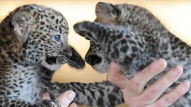 детеныши яванского леопарда