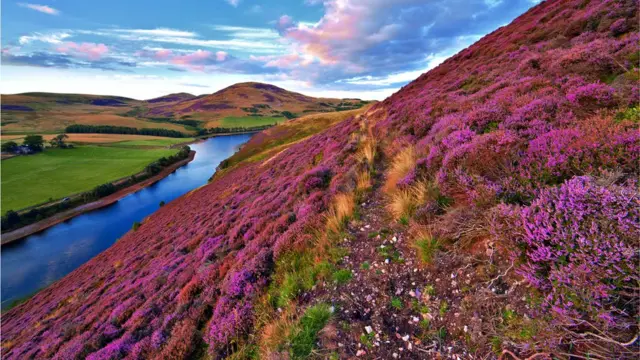 .Холм, поросший вереском