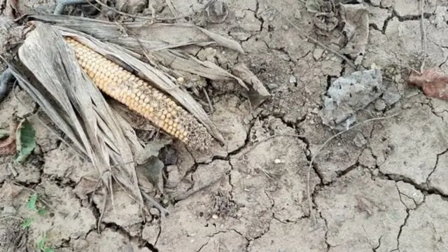 جوار