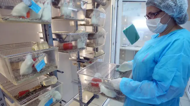 ఎలుకలు, పక్షవాతం, వెన్నెముక