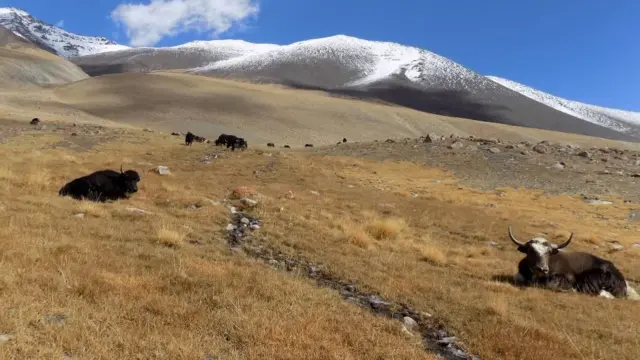 Замира Омората: Биз 2020-жылга чейин топоз союууга өзүбүз мараторий койгонбуз