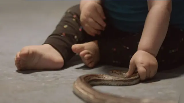 Bebé tocando culebra