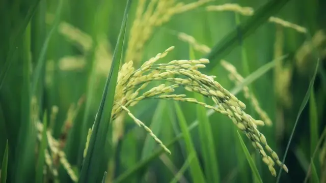 கே. ஆதர்ஷ்