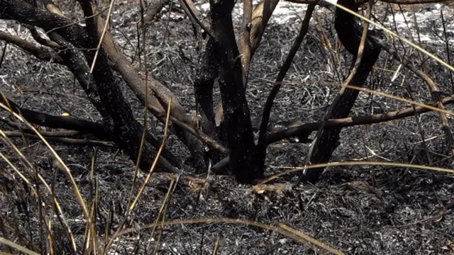 பந்திப்பூர் காட்டுத்தீ