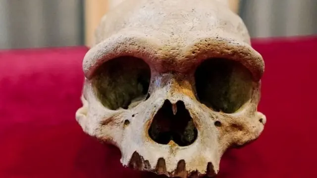 ड्रॅगन मॅन, चीन, इतिहास, मानवी प्रजाती, पुरातत्व