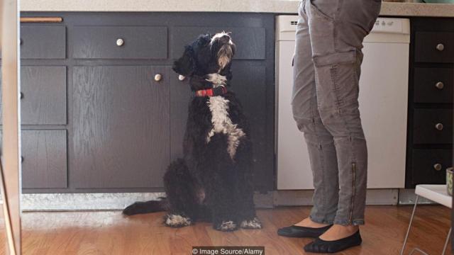 Para alguns cientistas, há provasbets99 jogos de hojeque efeito placebo pode ter resultadosbets99 jogos de hojebichosbets99 jogos de hojeestimação