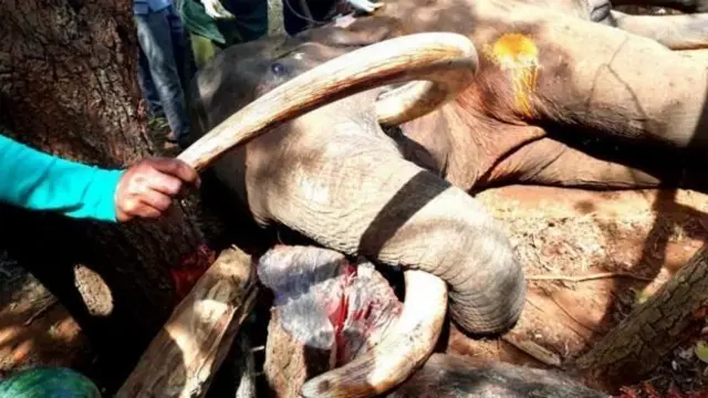 தந்தங்களுடன் மரத்தில் சிக்கிய யானை