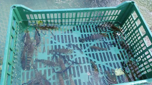 Як у Черкасах українську креветку з міфу перетворили на реальність