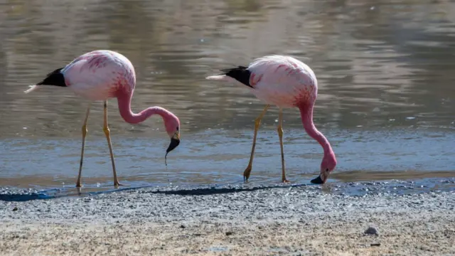 Flamingos na parte mais úmida do deserto