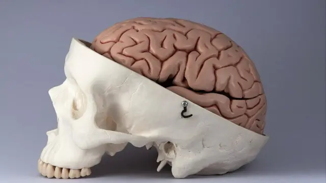 Parte de un esquelteo y un cerebro