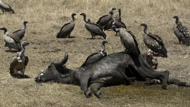 Inkongoro zibeshwaho no kurya ibisigazwa by'inyamaswa zapfuye