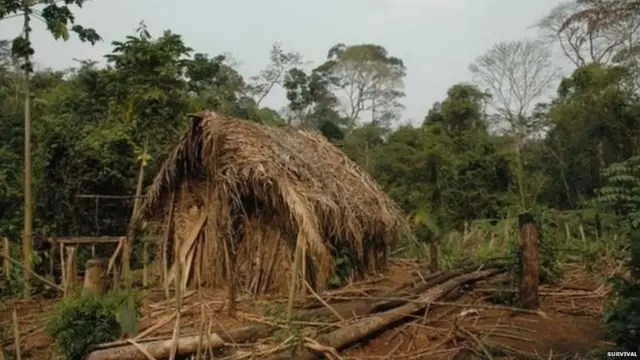 अॅमेझॉनच्या जंगलात उरलेल्या एकमेव आदीम माणसाचं घर