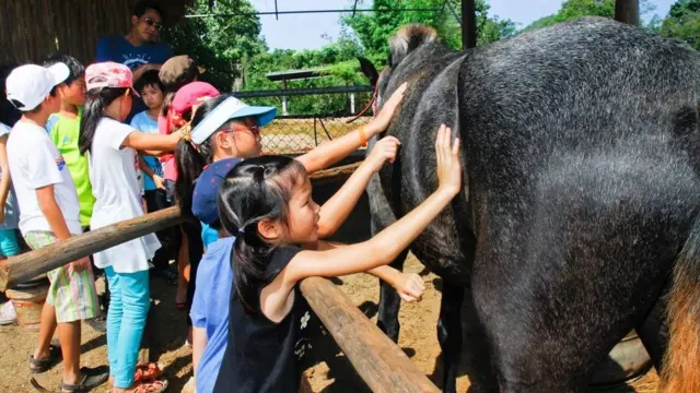 กาฬโรคแอฟริกาในม้า