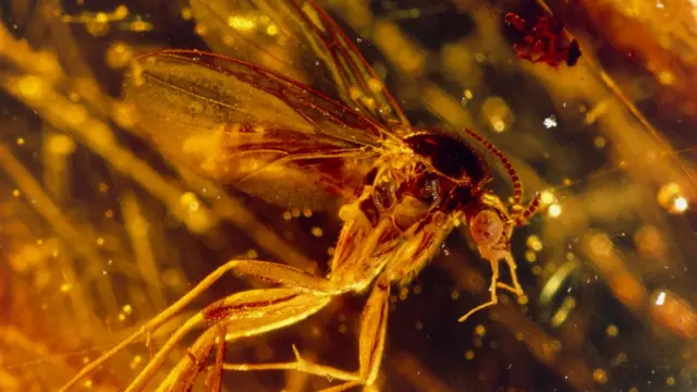 пчелы в янтаре