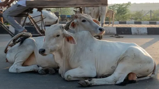 நாட்டு மாடு