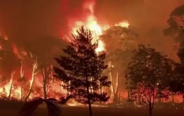 Kebakaran di pucuk pohon.