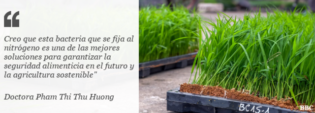Cita de la doctora Huong con imagen de plantas de semillero de arroz