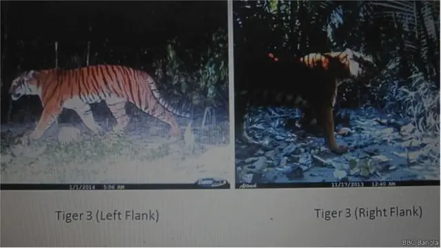 বাঘের ছবি