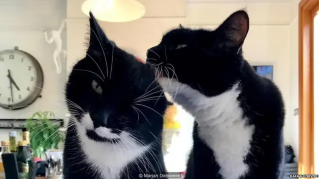 बिल्ली की म्याऊं