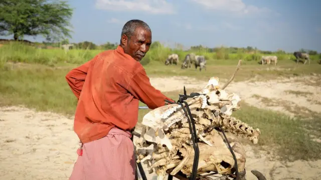 हड्डियां