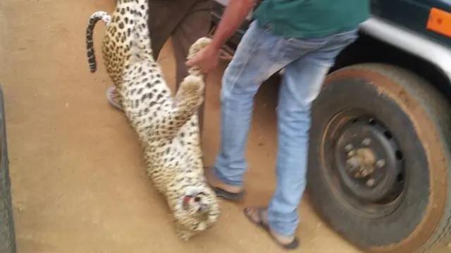 A dead tiger at Yala