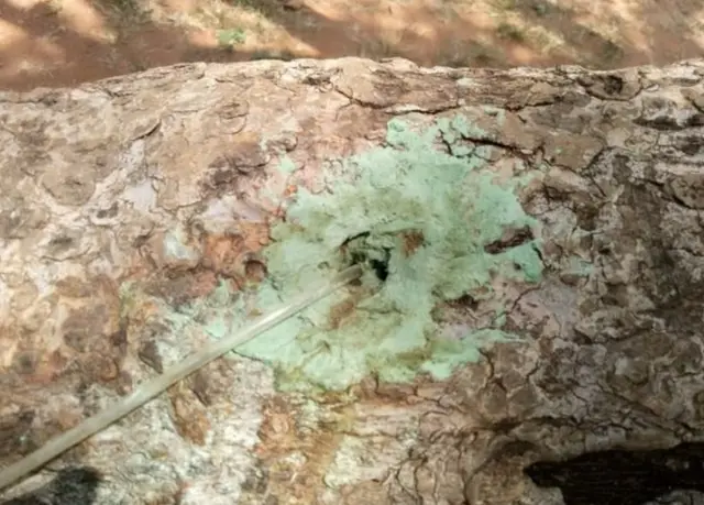 વડના વૃક્ષની તસવીર