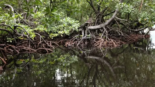 hari air sedunia, papua, hutan perempuan, hari hutan, teluk youteva