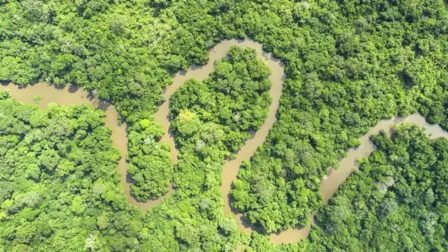 The Congo River basin has many undiscovered rare plants