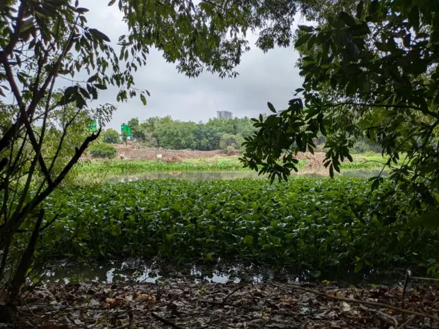 पाण्यात फोफावलेली जलपर्णी