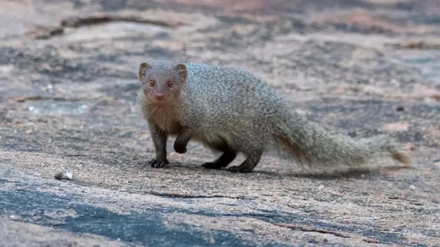 பாம்பு – கீரி