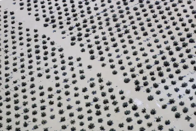 Foto udara memperlihatkan perkebunan sawit terendam banjir di Kabupaten Agam, Sumatra Barat, pada Senin (1/12). 