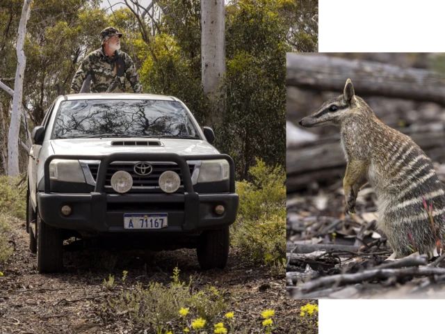 A imagem mostra um agente de conservação ao lado de um veículo em uma área de mata, acompanhada por uma foto de um numbat australiano de pelagem listrada.