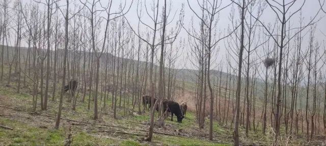 Отабек Нуритдинов ўрмони