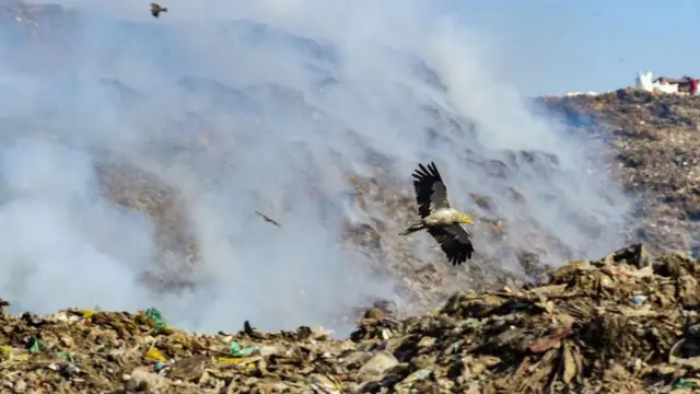 Arraageessa raqarra jiru