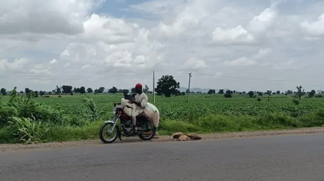 Gonakin kan hanya a babbar hanyar Zaria zuwa Sokoto
