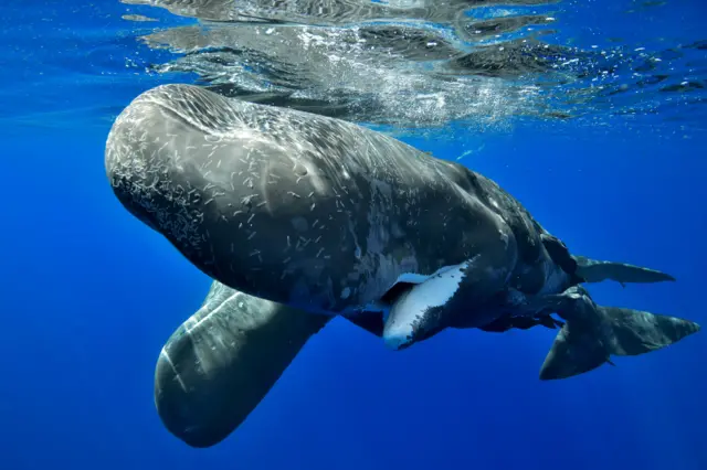 Sperm Whale