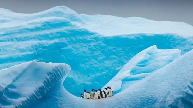 Penguin di Antartika