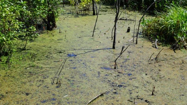 ખાતર તરીકે માનવમૂત્રનો ઉપયોગ, યુરિન, ફર્ટિલાઇઝર, અમેરિકામાં, કુદરતી ખાતર, રાસાયણિક ખાતરનો વિકલ્પ, ખેતર, બીબીસી ગુજરાતી, બીબીસી ન્યૂઝ ગુજરાતી 