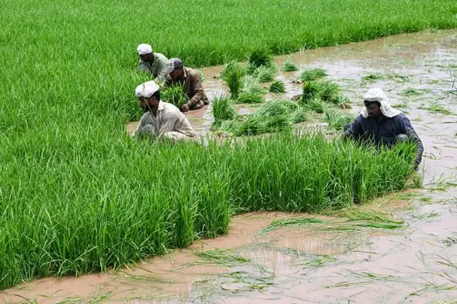 پاکستان میں زرعی ٹیکس کا نفاذ