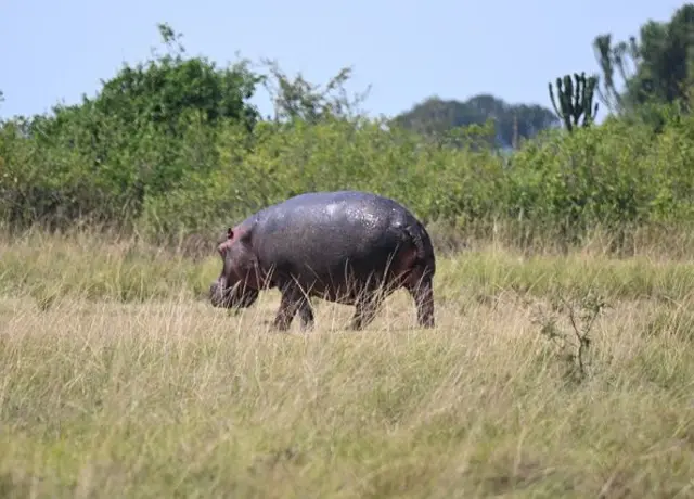 hippopotamus