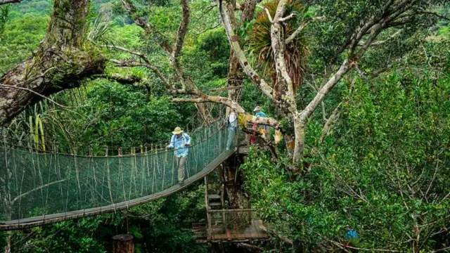 Ponte suspensa idealizada por indígenas