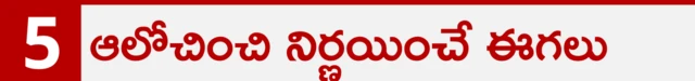నిర్ణయాలు తీసుకునేముందు అనేక రకాల సమాచారాన్ని ఫ్రూట్ ఫ్లైలు సేకరిస్తాయని అధ్యయనంలో తేలింది. 
