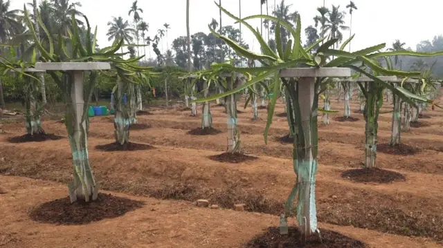 ડ્રૅગન ફ્રૂટ ક્લાઇમ્બિંગ કેક્ટસ છે, જેને પગલે અનોખી રીતે તેની ખેતી થાય છે. ડ્રેગન ફ્રૂટની ખેતી કેવી રીતે થાય, ડ્રેગન ફ્રૂટમાં કેટલું વળતર મળે અને કેટલું ખર્ચ થાય, બીબીસી ગુજરાતી