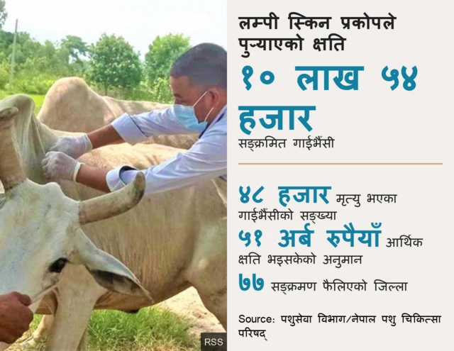 लम्पी स्किन